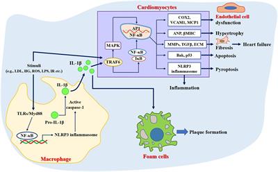 Recent advances of traditional Chinese medicine against cardiovascular disease: overview and potential mechanisms